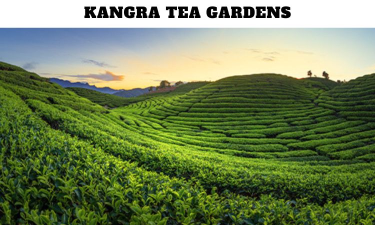 Kangra Tea Gardens