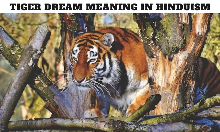 Tiger Dream Meaning in Hinduism