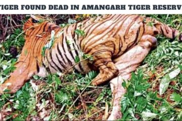 Tiger Found Dead in Amangarh Tiger Reserve