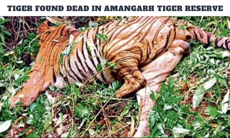 Tiger Found Dead in Amangarh Tiger Reserve