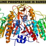 What Level of Alkaline Phosphatase is Dangerous?