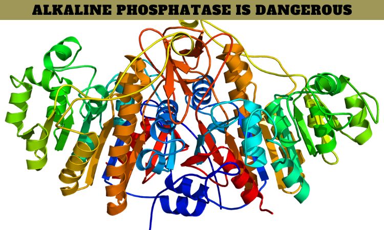 What Level of Alkaline Phosphatase is Dangerous?